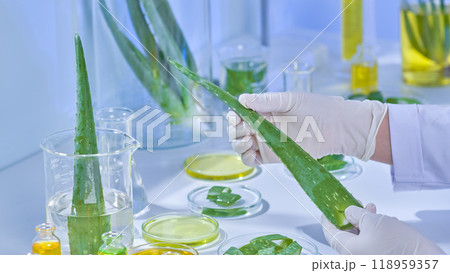 A scientist examines a contemporary laboratory setup with the necessary instruments and equipment while holding an aloe branch that has bathed in a beaker of clear solution. Aloe product photo sample. A scientist examines a contemporary laboratory setup with the necessary instruments and equipment while holding an aloe branch that has bathed in a beaker of clear solution. Aloe product photo sample. 118959357