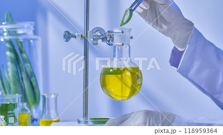 A spherical flask filled with a yellow fluid, a scientist gathering aloe vera pieces, and an aloe vera experiment photo sample are all part of a simple laboratory setup. 118959364