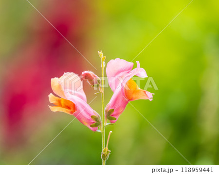 Pink flowers in the garden called Snapdragon or Antirrhinum majus or Bunny rabbits. 118959441