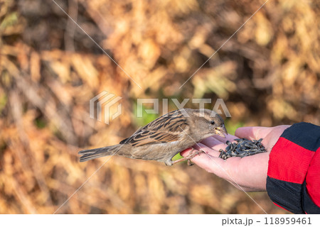 Sparrow eats seeds from a man's hand Sparrow eats seeds from a man's hand 118959461