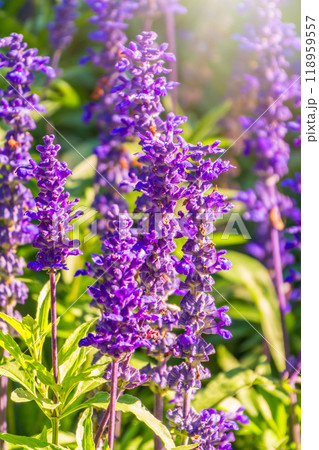 Blue Salvia farinacea flowers, or Mealy Cup Sage on green background, close-up. 118959557