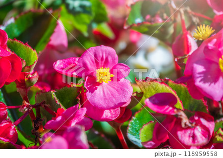 Red begonia flowers. Begonia blooms in spring with very delicate flowers Red begonia flowers. Begonia blooms in spring with very delicate flowers 118959558