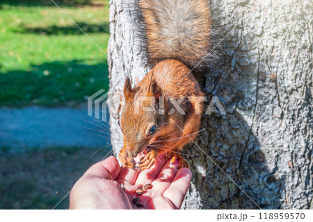 A squirrel in the autumn eats nuts from a human hand. Eurasian red squirrel, Sciurus vulgaris 118959570