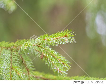 Background of green spruce branches in sunset light 118959584