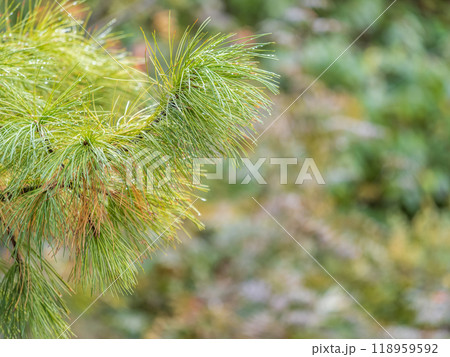 Cedar branches with long fluffy needles with a beautiful blurry background. 118959592