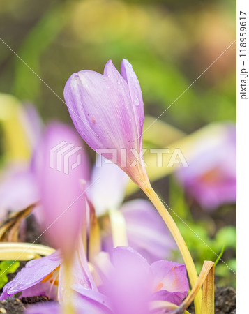 Autumn purple crocuses bloomed above the ground. 118959617