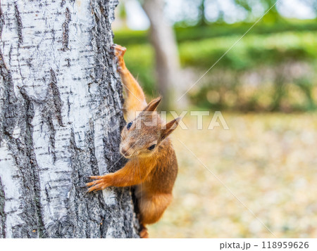Portrait of a squirrel on a tree trunk 118959626