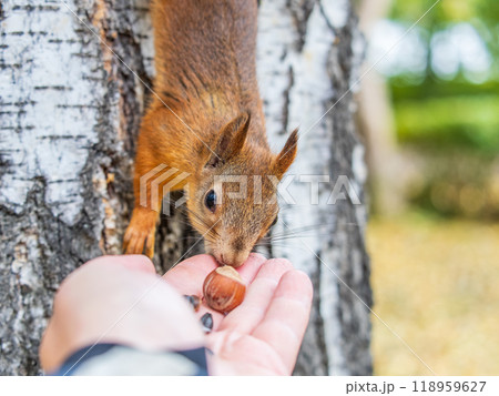 A squirrel in the autumn eats nuts from a human hand. Eurasian red squirrel, Sciurus vulgaris 118959627
