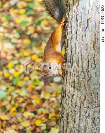 Squirrel sitting upside down on a tree trunk. The squirrel hangs upside down on a tree against colorful blurred background. Close-up. Squirrel sitting upside down on a tree trunk. The squirrel hangs upside down on a tree against colorful blurred background. Close-up. 118959628