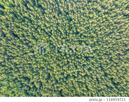 Aerial top view of summer green trees in forest. Drone photography. Aerial top view of summer green trees in forest. Drone photography. 118959721