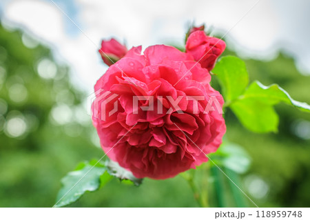 Blooming red rose bud with raindrops close up Blooming red rose bud with raindrops close up 118959748