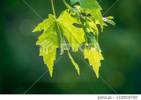 Spring branches of maple tree with fresh green leaves. Acer saccharinum, silver maple 118959780