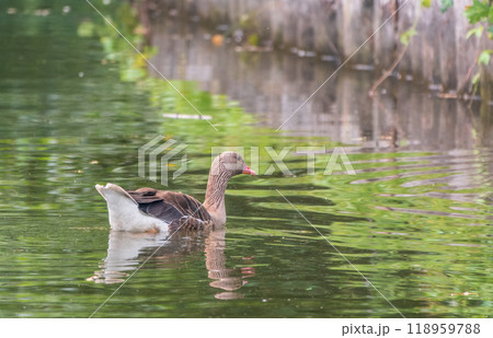 Greater White-fronted Goose (Anser albifrons) standing on the green shore of the pond. 118959788