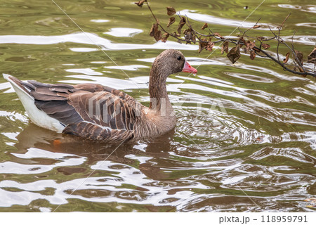 Greater White-fronted Goose (Anser albifrons) standing on the green shore of the pond. 118959791