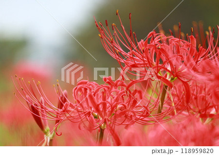 満開になった曼珠沙華 満開になった曼珠沙華 118959820