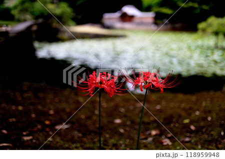 東京小石川後楽園　彼岸花の風景 118959948