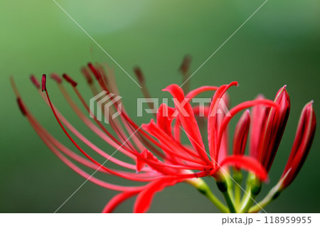 東京小石川後楽園 彼岸花の風景 東京小石川後楽園 彼岸花の風景 118959955