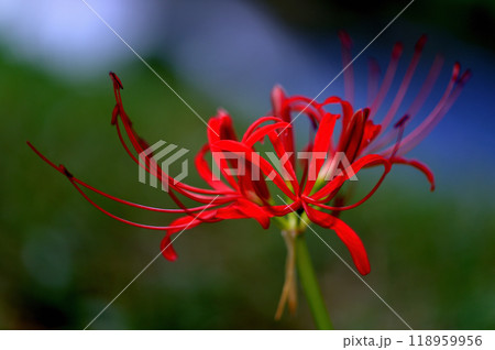 東京小石川後楽園 彼岸花の風景 東京小石川後楽園 彼岸花の風景 118959956