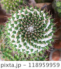 cactus growing in plastic flower pot. 118959959