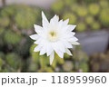 cactus flower growing in plastic flower pot. 118959960