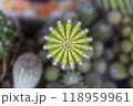 cactus growing in plastic flower pot. 118959961