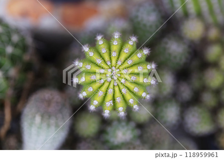 cactus growing in plastic flower pot. cactus growing in plastic flower pot. 118959961
