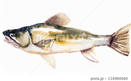たらの水彩画 118960080
