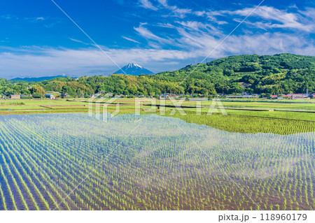 【静岡県】丹那盆地の水田に映る逆さ富士 【静岡県】丹那盆地の水田に映る逆さ富士 118960179