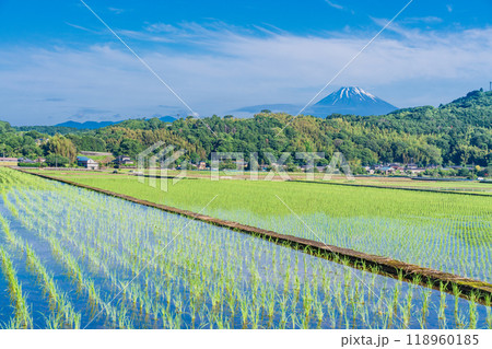 【静岡県】丹那盆地の水田に映る逆さ富士 118960185