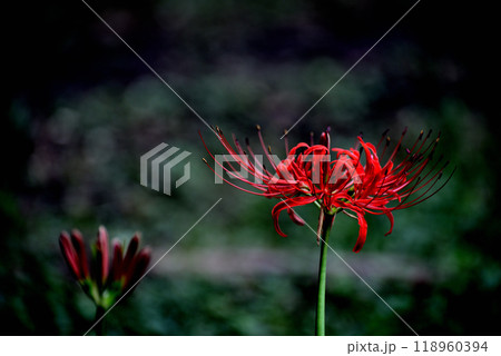 代々木公園 色鮮やかな彼岸花の風景 代々木公園 色鮮やかな彼岸花の風景 118960394