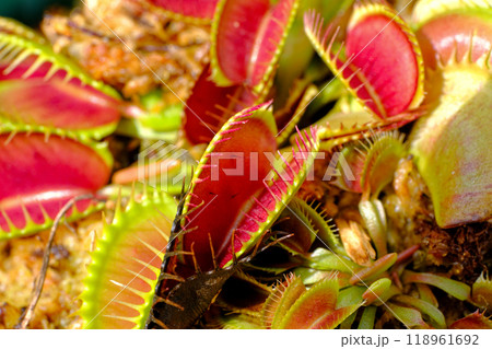 ハエトリソウ　Dionaea 118961692