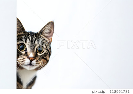 隙間から顔を覗かせる猫のかわいい表情のクローズアップ 118961781