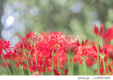 彼岸花 彼岸花 118962000