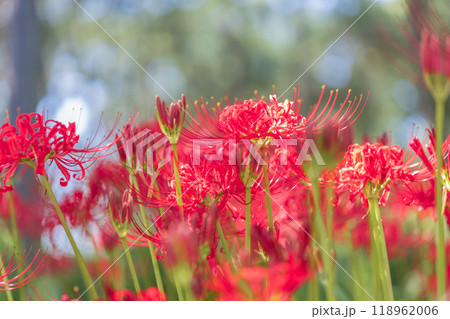 彼岸花 118962006