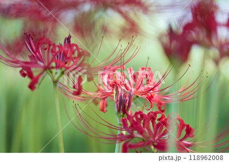 彼岸花 118962008