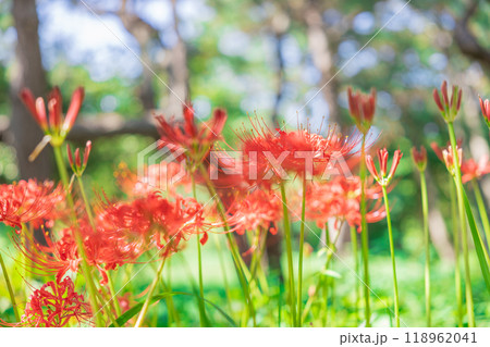 彼岸花 彼岸花 118962041