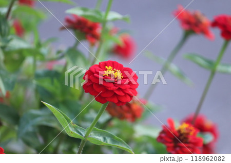 赤のヒャクニチソウ_ジニア 118962082
