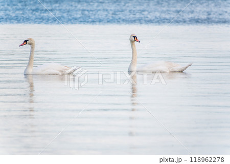 Two Graceful white Swans swimming in the lake, swans in the wild 118962278