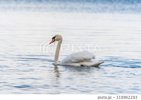Graceful white Swan swimming in the lake, swans in the wild. Portrait of a white swan swimming on a lake. 118962283