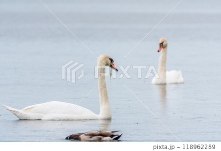 Two Graceful white Swans swimming in the lake, swans in the wild Two Graceful white Swans swimming in the lake, swans in the wild 118962289