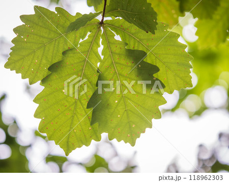 Oak branches with green and yellow leaves in autumn park. Oak branches with green and yellow leaves in autumn park. 118962303