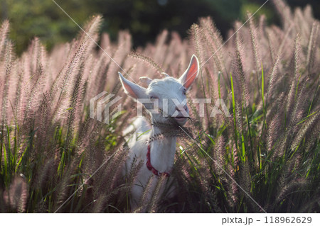 かわいい子山羊 かわいい子山羊 118962629