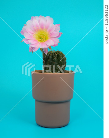 Pink Bolivia Cactus Flower in Terracotta Pot on White Background - Perfect for Home Decor and Botanical Studies Pink Bolivia Cactus Flower in Terracotta Pot on White Background - Perfect for Home Decor and Botanical Studies 118963122