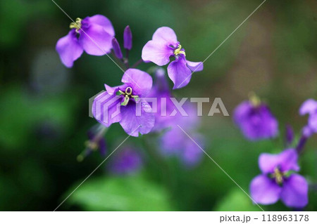 ムラサキハナナ　紫色で十字形の花 118963178