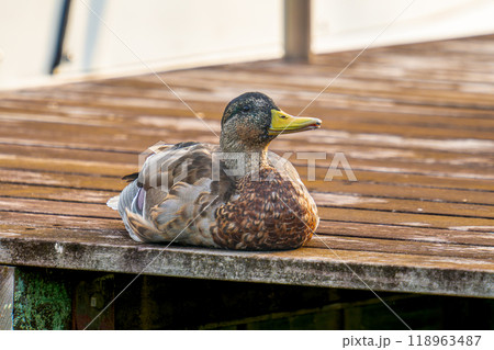 桟橋のマガモ 118963487