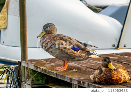 桟橋のマガモ 118963488