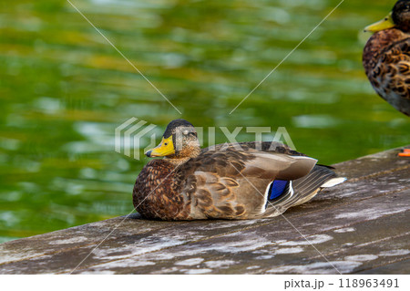 桟橋のマガモ 桟橋のマガモ 118963491