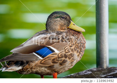 桟橋のマガモ 118963492