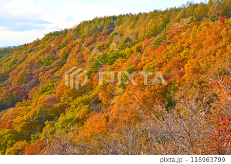 横谷観音展望台から眺めた横谷渓谷の山肌の紅葉 118963799