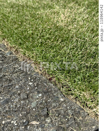 刈高2cmの芝生とアスファルトの境目 118964142